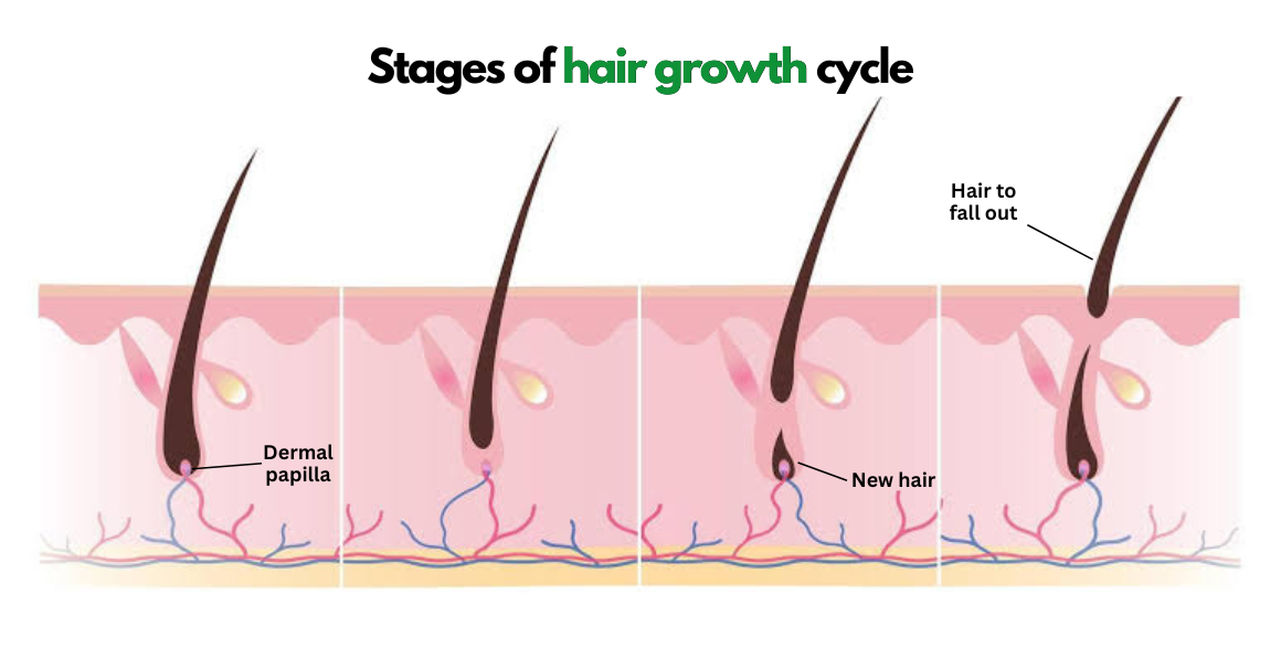 Hair-follicle diagram showing a new hair beside a hair labelled Hair to fall out.
